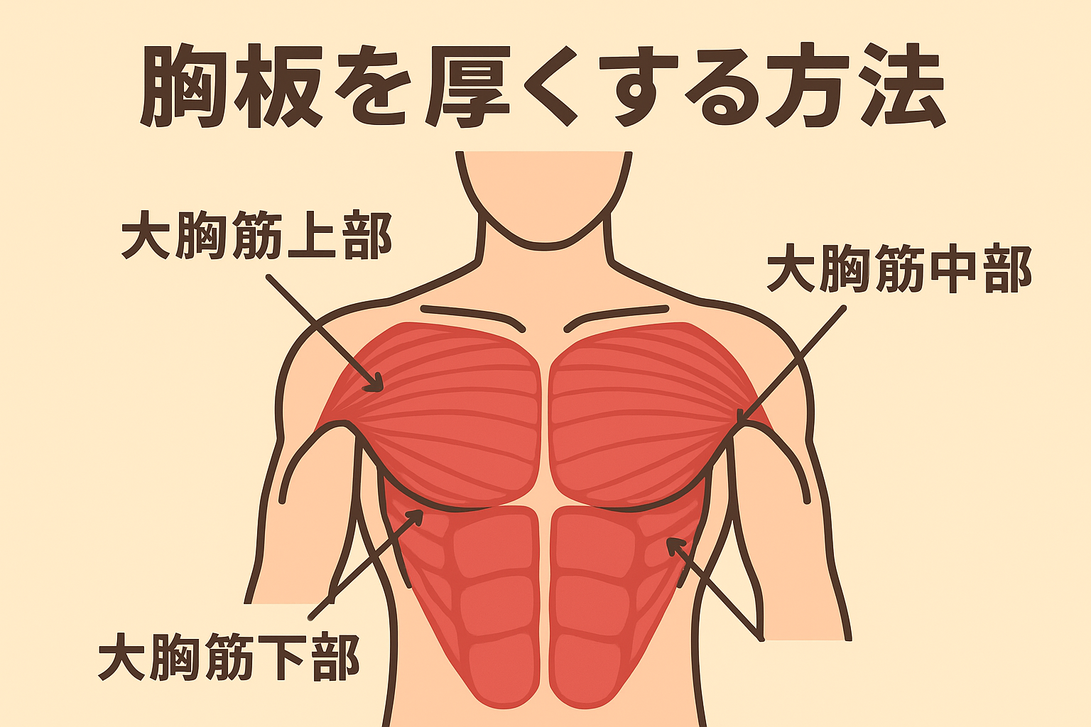 胸板を厚くする方法｜構造を知れば効率的にデカくなる！おすすめ筋トレ3選も紹介